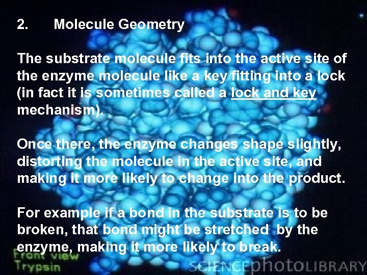 2. Molecule Geometry The substrate molecule fits into the active site of the enzyme