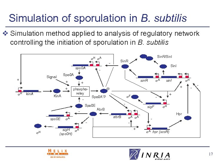 Simulation of sporulation in B. subtilis v Simulation method applied to analysis of regulatory