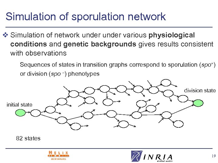 Simulation of sporulation network v Simulation of network under various physiological conditions and genetic