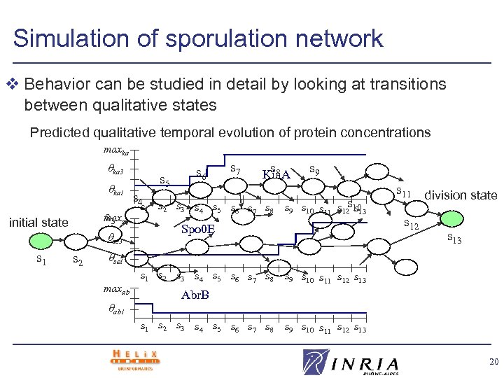 Simulation of sporulation network v Behavior can be studied in detail by looking at