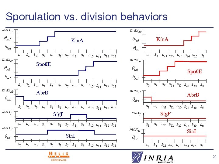 Sporulation vs. division behaviors maxka ka 3 Kin. A ka 1 maxse se 3