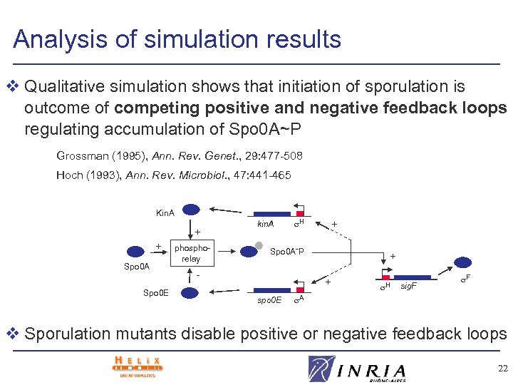 Analysis of simulation results v Qualitative simulation shows that initiation of sporulation is outcome