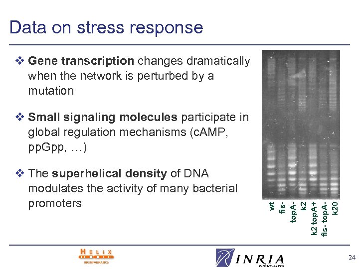 Data on stress response v Gene transcription changes dramatically when the network is perturbed