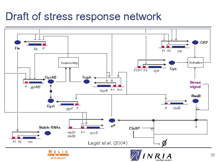Draft of stress response network CRP Fis P fis crp P 1 P 2