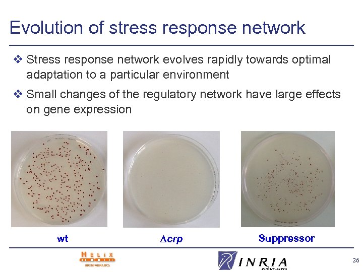 Evolution of stress response network v Stress response network evolves rapidly towards optimal adaptation