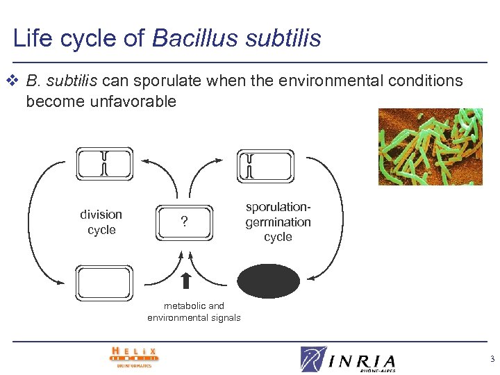 Life cycle of Bacillus subtilis v B. subtilis can sporulate when the environmental conditions