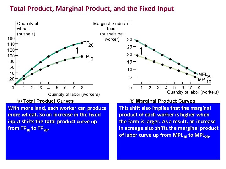 Total Product, Marginal Product, and the Fixed Input 160 140 120 100 80 60