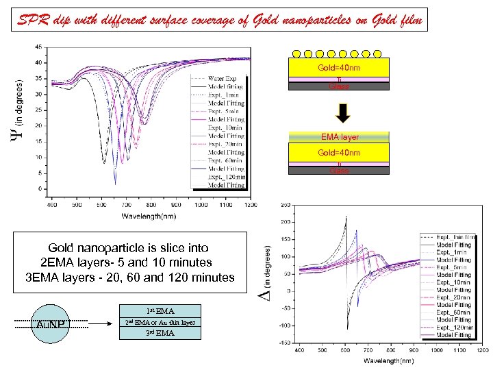 SPR dip with different surface coverage of Gold nanoparticles on Gold film Gold=40 nm