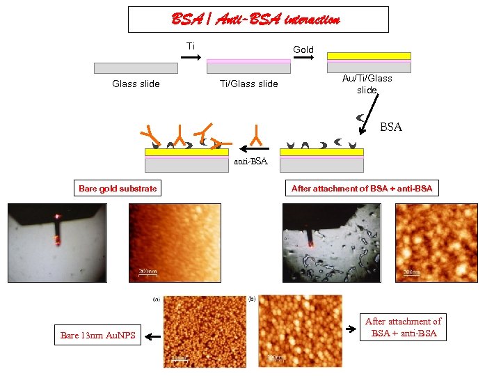 BSA / Anti-BSA interaction Ti Glass slide Gold Ti/Glass slide Au/Ti/Glass slide BSA anti-BSA
