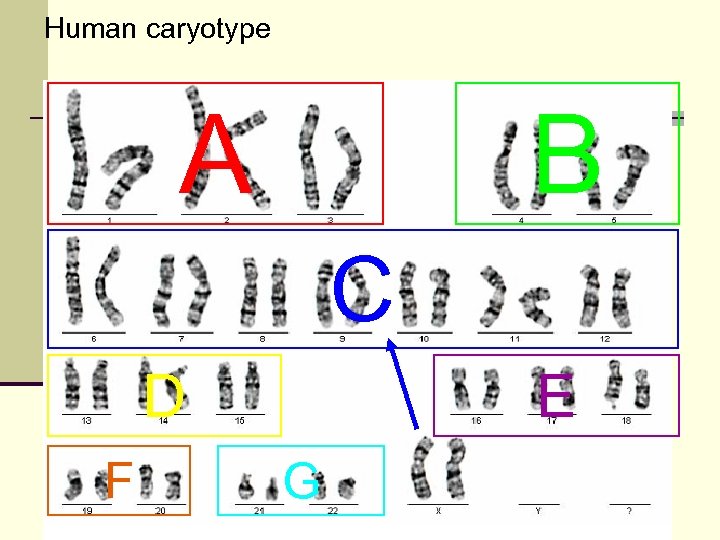 Human caryotype A B C D F E G 