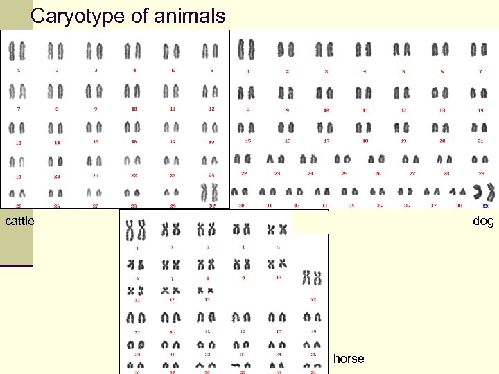 Caryotype of animals cattle dog horse 