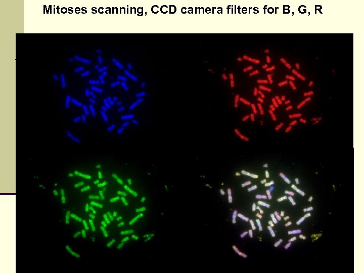 Mitoses scanning, CCD camera filters for B, G, R 