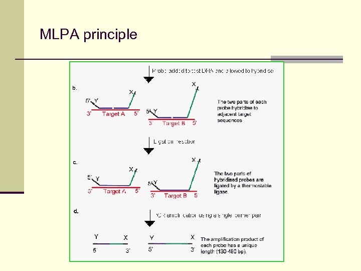 MLPA principle 