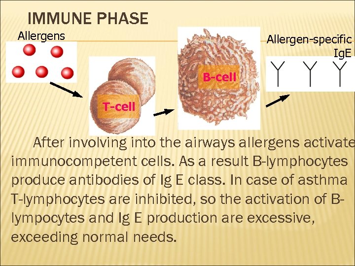 IMMUNE PHASE Allergens Allergen-specific Ig. E B-cell T-cell After involving into the airways allergens