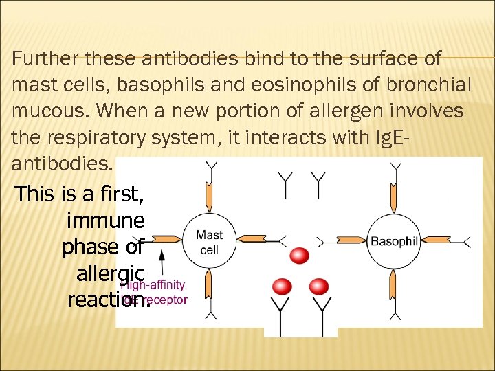 Further these antibodies bind to the surface of mast cells, basophils and eosinophils of