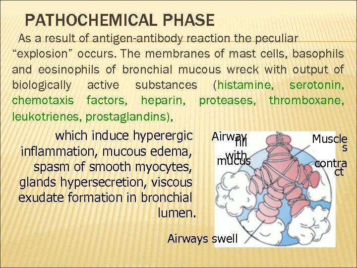 PATHOCHEMICAL PHASE As a result of antigen-antibody reaction the peculiar “explosion” occurs. The membranes