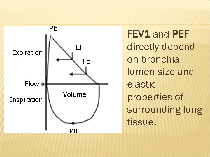 PEF Expiration FEF Flow Inspiration Volume PIF FEV 1 and PEF directly depend on