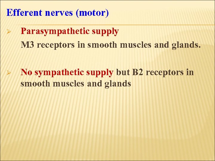 Efferent nerves (motor) Ø Parasympathetic supply M 3 receptors in smooth muscles and glands.