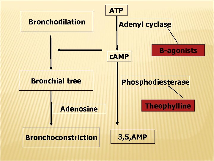 ATP Bronchodilation Adenyl cyclase B-agonists c. AMP Bronchial tree Adenosine Bronchoconstriction Phosphodiesterase Theophylline 3,