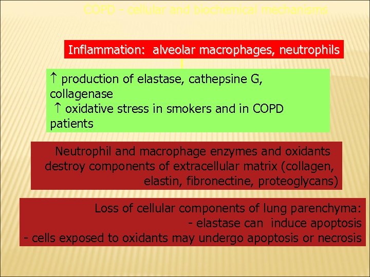 COPD - cellular and biochemical mechanisms Inflammation: alveolar macrophages, neutrophils production of elastase, cathepsine