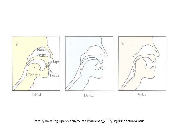 http: //www. ling. upenn. edu/courses/Summer_2003/ling 001/lecture 4. html 