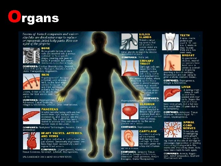 Organs 