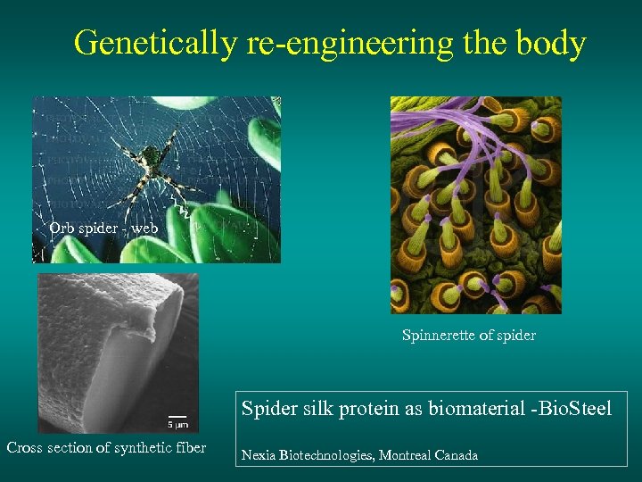 Genetically re-engineering the body Orb spider - web Spinnerette of spider Spider silk protein