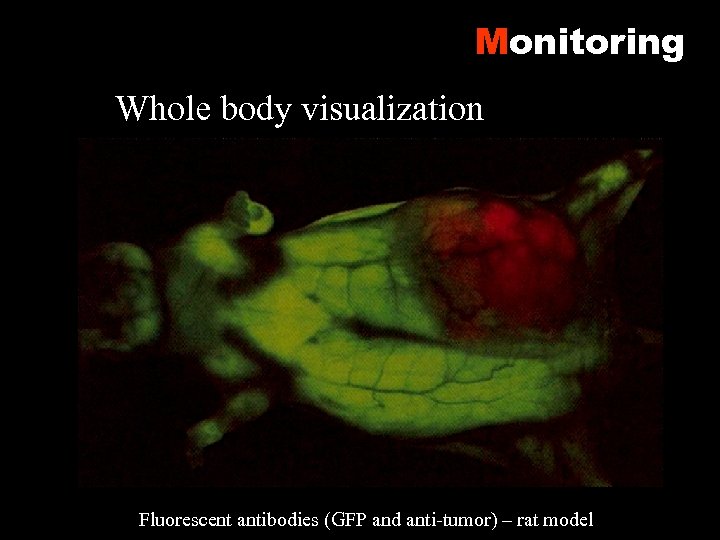 Monitoring Whole body visualization Fluorescent antibodies (GFP and anti-tumor) – rat model 