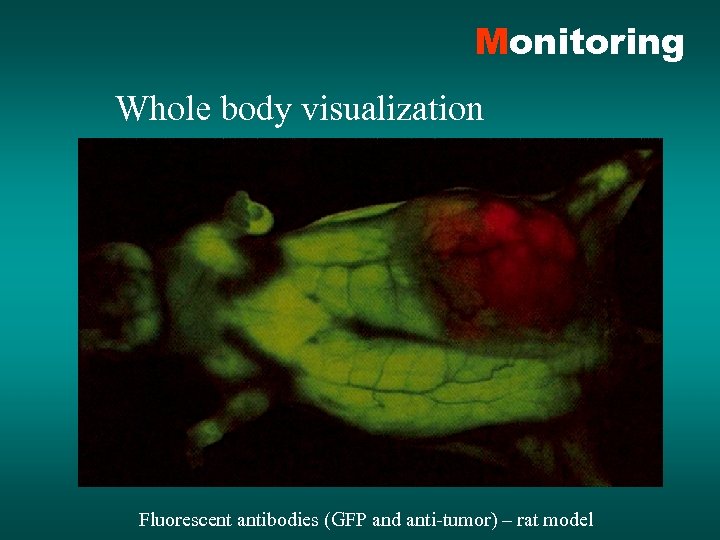 Monitoring Whole body visualization Fluorescent antibodies (GFP and anti-tumor) – rat model 
