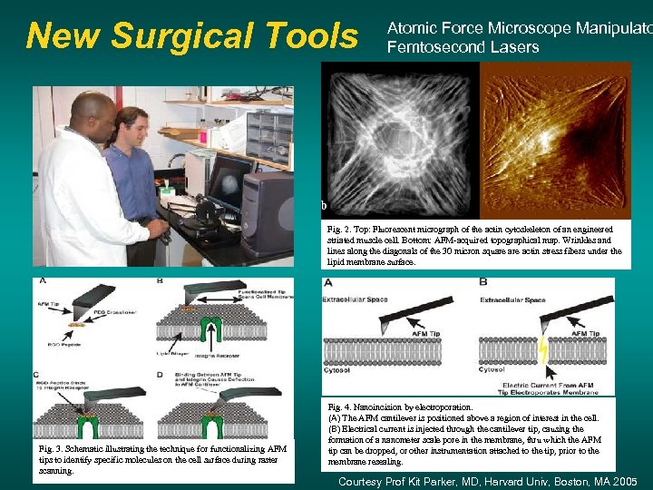 New Surgical Tools Atomic Force Microscope Manipulato Femtosecond Lasers Fig. 2. Top: Fluorescent micrograph