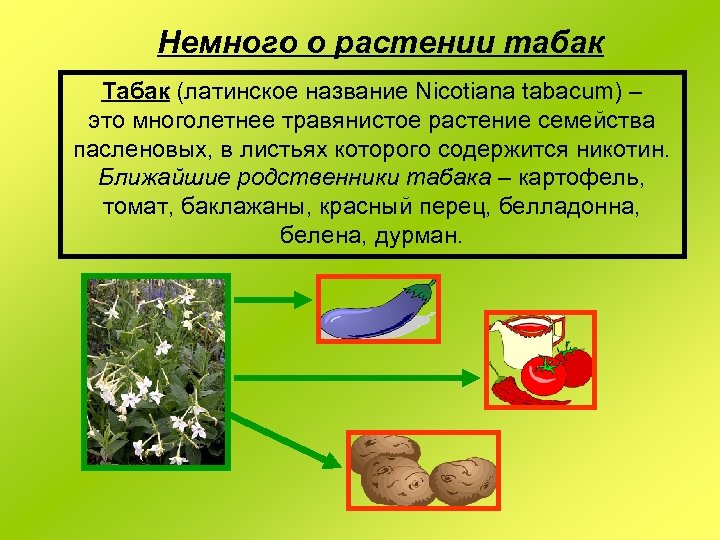 Немного о растении табак Табак (латинское название Nicotiana tabacum) – это многолетнее травянистое растение