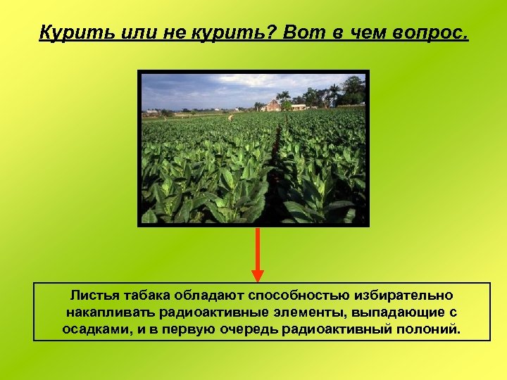 Курить или не курить? Вот в чем вопрос. Листья табака обладают способностью избирательно накапливать