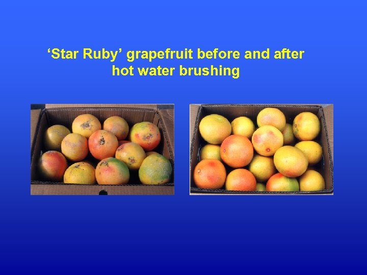 ‘Star Ruby’ grapefruit before and after hot water brushing 