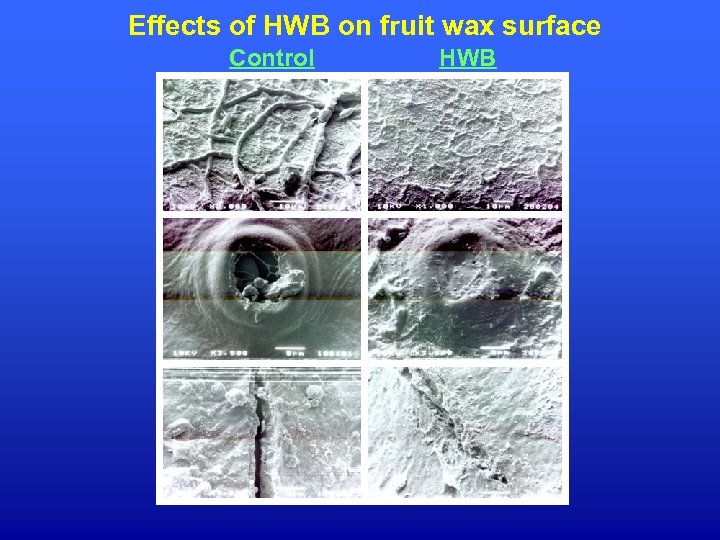 Effects of HWB on fruit wax surface Control HWB 