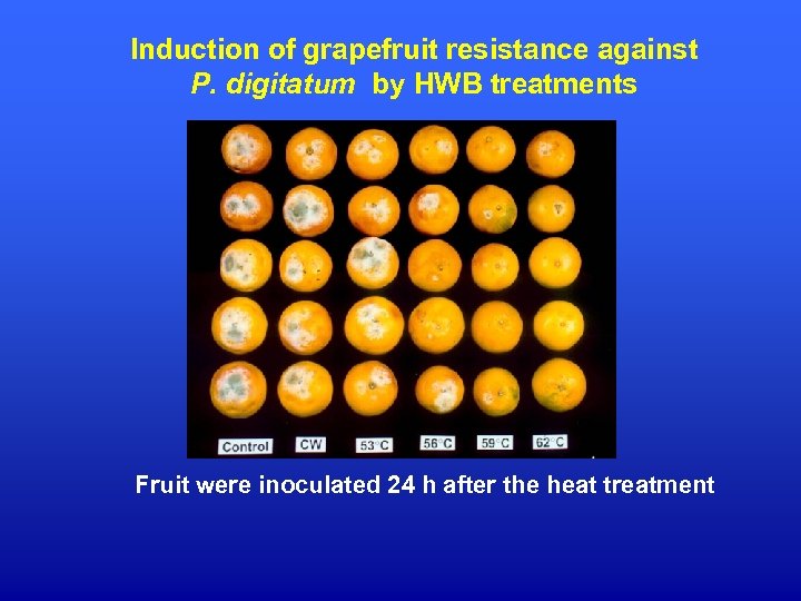Induction of grapefruit resistance against P. digitatum by HWB treatments Fruit were inoculated 24