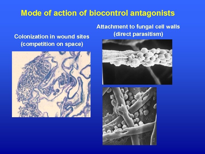 Mode of action of biocontrol antagonists Colonization in wound sites (competition on space) Attachment