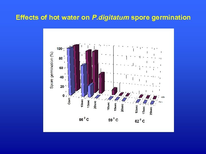 Effects of hot water on P. digitatum spore germination 