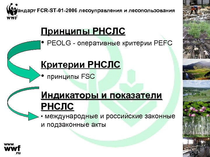 Стандарт FCR-ST-01 -2006 лесоуправления и лесопользования Принципы РНСЛС • PEOLG - оперативные критерии PEFC