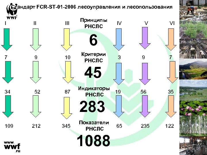 Стандарт FCR-ST-01 -2006 лесоуправления и лесопользования I II III Принципы РНСЛС IV V VI