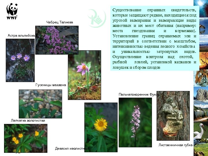 Сон-трава или прострел раскрытый Чабрец Талиева Астра альпийская Существование охранных свидетельств, которые защищают редкие,