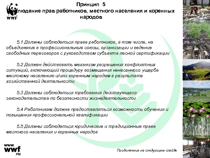 Принцип 5 Соблюдение прав работников, местного населения и коренных народов 5. 1 Должны соблюдаться