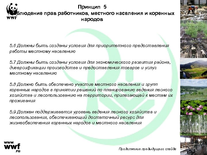 Принцип 5 Соблюдение прав работников, местного населения и коренных народов 5. 6 Должны быть