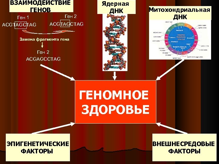 ВЗАИМОДЕЙСТВИЕ ГЕНОВ Ген 1 ACGTAGCTAG Ядерная ДНК Ген 2 Митохондриальная ДНК ACGTAGCTAG Замена фрагмента