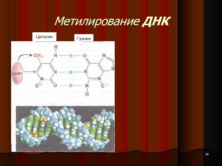 Метилирование ДНК Цитозин Гуанин 34 
