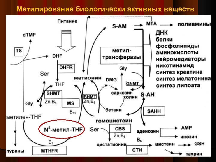 Метилирование биологически активных веществ 35 