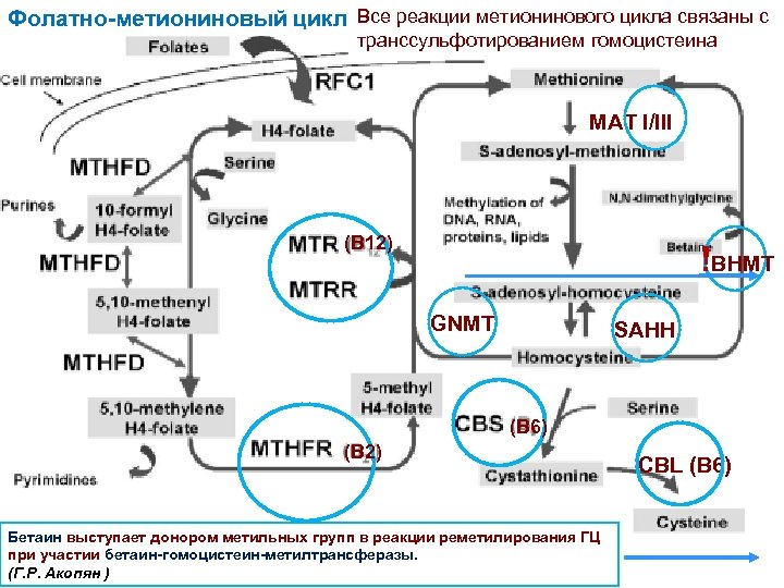 Фолатно-метиониновый цикл Все реакции метионинового цикла связаны с транссульфотированием гомоцистеина MAT I/III (B 12)