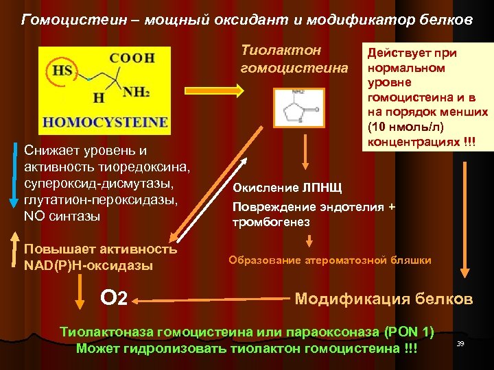 Гомоцистеин – мощный оксидант и модификатор белков Тиолактон гомоцистеина Снижает уровень и активность тиоредоксина,