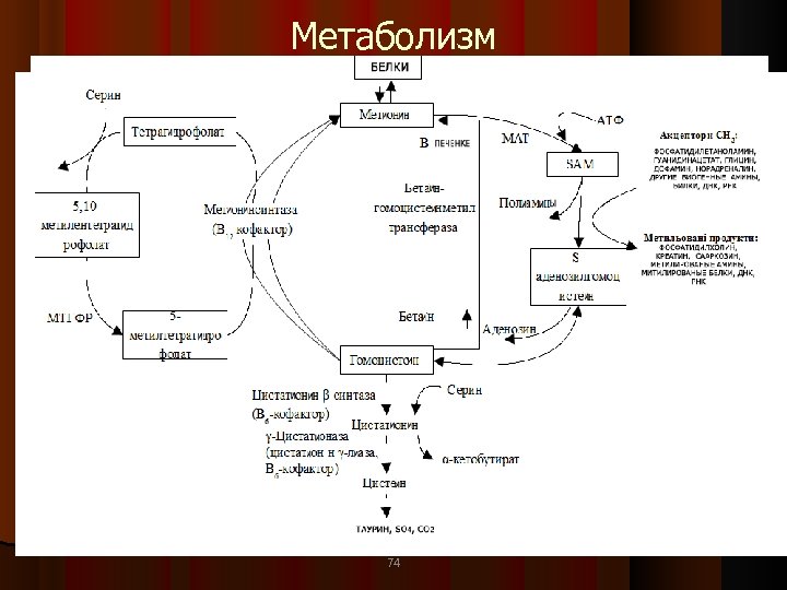 Метаболизм 74 74 