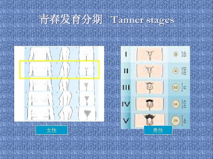 青春发育分期 Tanner stages 女性 男性 