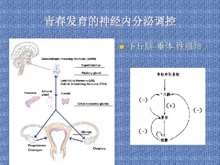 青春发育的神经内分泌调控 n 下丘脑-垂体-性腺轴 